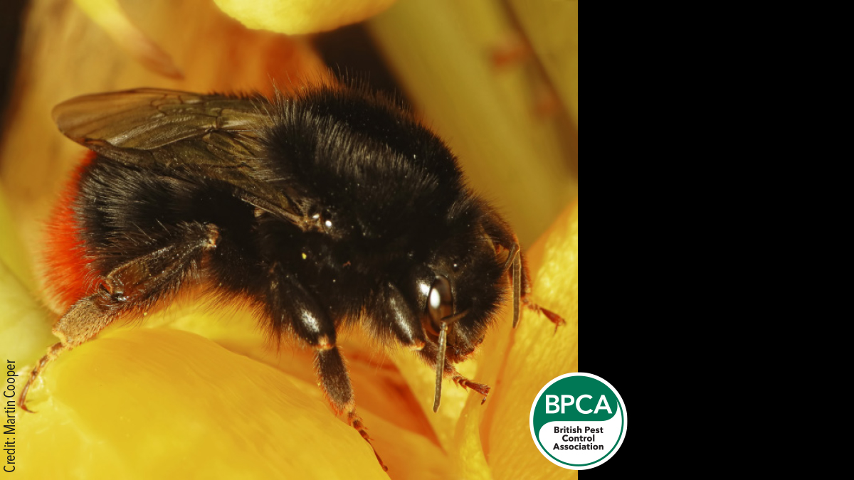 Red-tailed bumblebee (Bombus lapidarius) identification in the UK